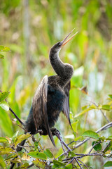 Anhinga sits in the wind. Wild nature. Florida. USA