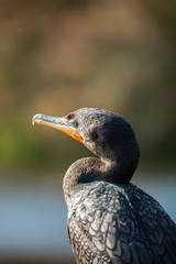 Portrait of a bird - Cormorant. Florida. USA. 