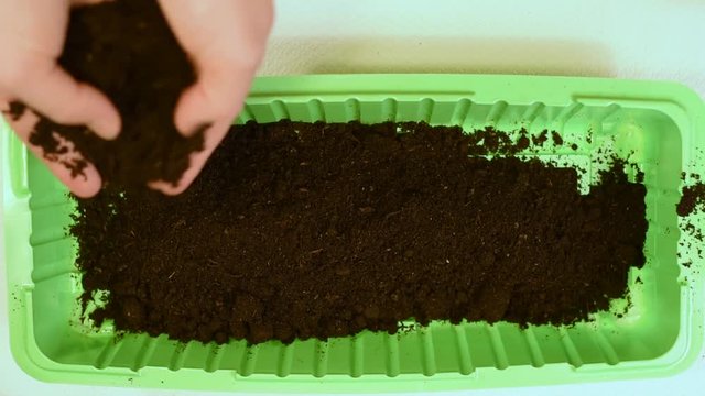 Hands put black earth in the tray for planting seeds.Put the fertile soil in the tray for planting seeds of cultivated plants, for a good harvest of tomatoes, cucumbers, radishes and other vegetables.