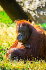 Naklejka premium Wild Orangutan. Monkey. USA. 