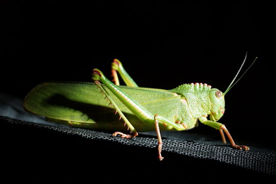 Grilo noturno no deserto do Jalap&atilde;o Tocantins Brasil