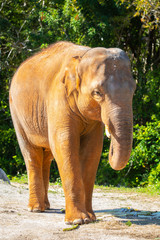 Fototapeta premium Elephant Laugh. Africa. 