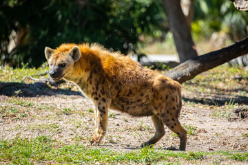 Hyena dog. USA. 