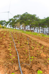 Fototapeta na wymiar Planting with Automated drip irrigation system