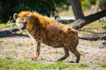 Hyena dog. USA. 