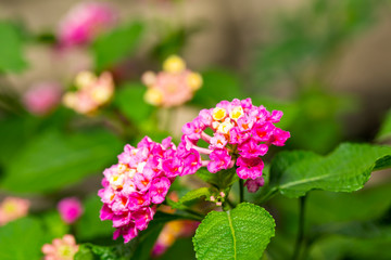 Pink Umbelanterna flower with theirs tree in the ga