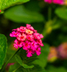 Pink Umbelanterna flower with theirs tree in the ga