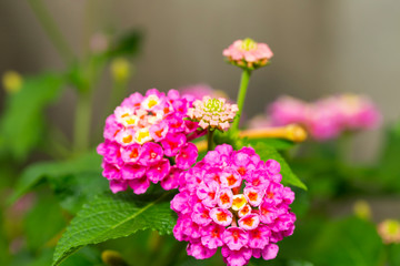 Pink Umbelanterna flower with theirs tree in the ga