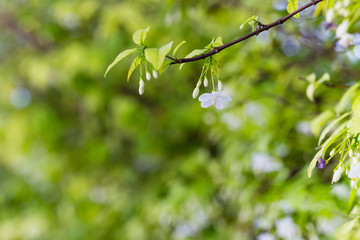 White color of Wrightia religiosa flower tree
