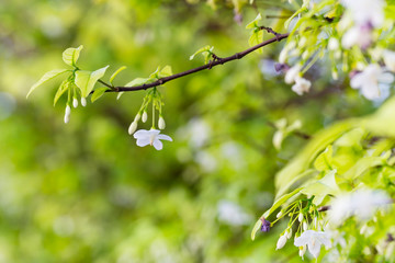 White color of Wrightia religiosa flower tree