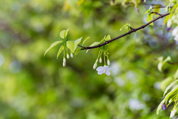 White color of Wrightia religiosa flower tree