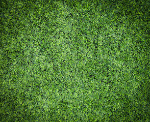 Fototapeta premium Green grass texture field background - top view
