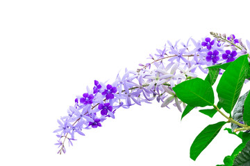 Obraz premium Isoalted purple sandpaper vine flower with theirs tree on white