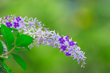 Purple sandpaper vine flower with theirs tree in garden