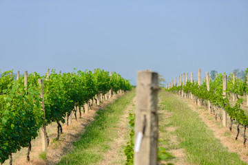 landscape of vineyard