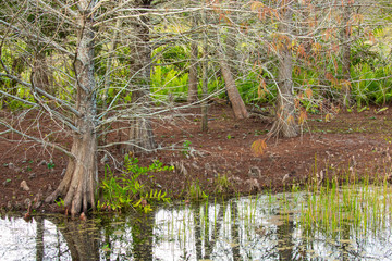 Beautiful view of the river, a tree with plants.