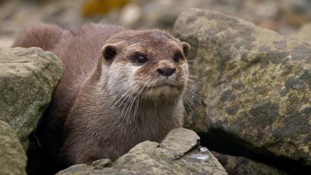 Asian small-clawed otter 