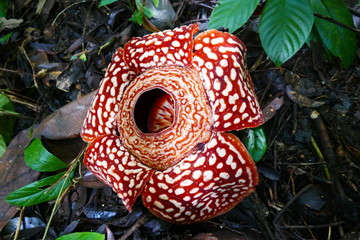 a beautiful bud of blooming, red, giant rafflesia against the background of a tropical rainy forest