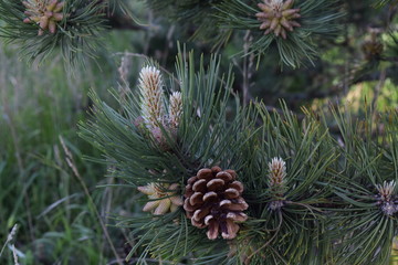 Fototapeta premium pine cone on a branch
