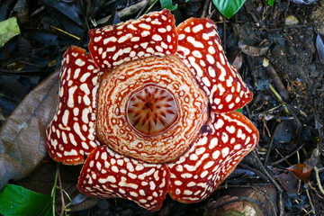 a beautiful bud of blooming, red, giant rafflesia against the background of a tropical rainy forest