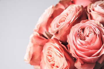 Beautiful Pink roses isolated on background