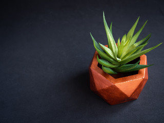 Modern geometric concrete planter with succulent plant. Painted concrete pot for home decoration
