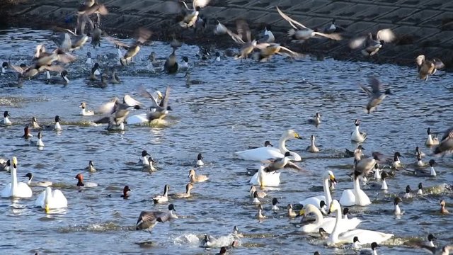 盛んに低空飛行して移動するオナガガモ、オオハクチョウ、ホシハジロ、スローモーション