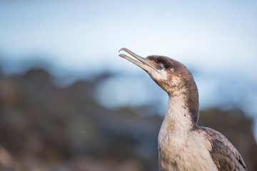 Little Pied Cormorant, Tasmania