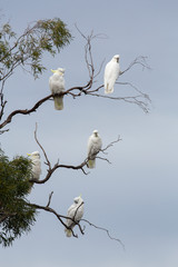 Sulphur-Crested Cockatoos in tree, Tasmania
