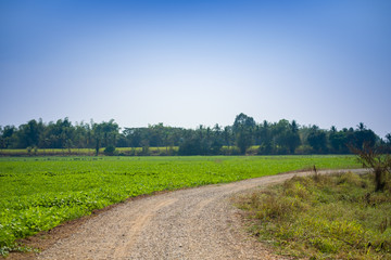 Fototapeta na wymiar road field countryside