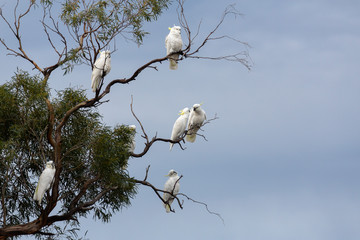 Sulphur-Crested Cockatoos in tree, Tasmania
