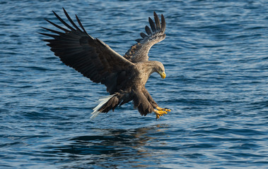 White-tailed eagle in flight, fishing. Adult white-tailed eagle, Scientific name: Haliaeetus albicilla, also known as the ern, erne, gray eagle, Eurasian sea eagle and white-tailed sea-eagle.
