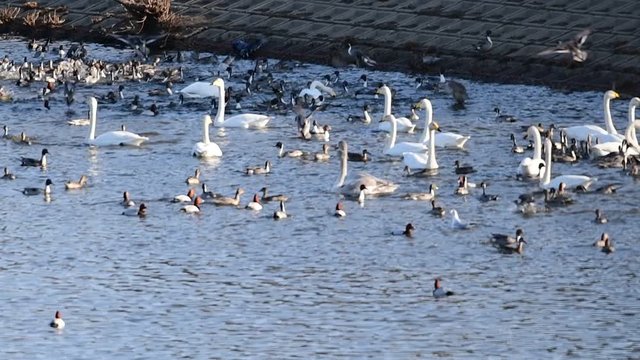 オオハクチョウの成鳥、幼鳥、オナガガモ、ホシハジロ、ユリカモメ、オオバン、にぎやか、スローモーション