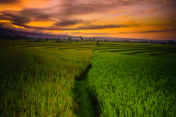 amazing morning and yellowing rice fields natural beauty of bengkulu utara indonesia with mountain barisan and green nature asia
