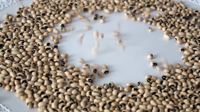 White beans seeds fall on the table. Lima beans, or lunar beans (lat. Phaseolus lunatus). Source of carbohydrates, contains little protein. Add to your diet diet, veganism. video.
