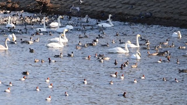 盛んにプルプル、羽ばたくオオハクチョウたち、オナガガモ、ホシハジロ、スローモーション