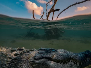 Poster Im Rahmen Alligator Saltwater crocodile hiding under water line, dry tree in sea water with sunset clouds on background, underwater shot.. © willyam