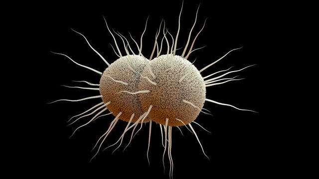 Bacteria, bacterium Neisseria gonorrhoeae