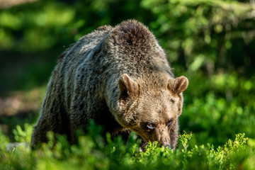 Fototapeta premium Close up portrait of Brown bear in the summer forest at sunny day. Green forest natural background. Scientific name: Ursus arctos.