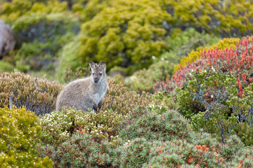 Wallaby on Mount Wellington, Tasmania