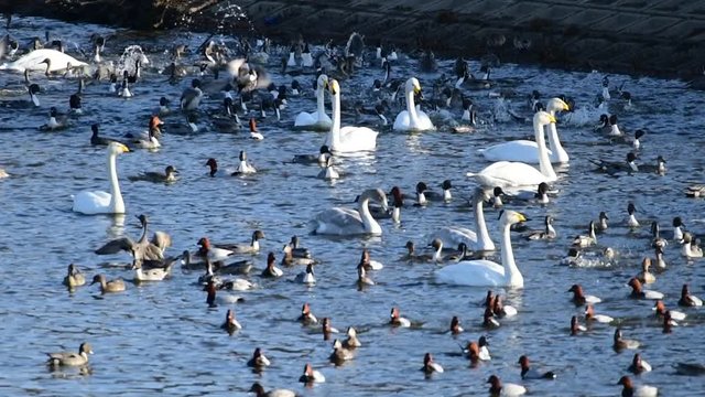 オオハクチョウの成鳥たちと幼鳥2羽、オナガガモ、ホシハジロ、にぎやか、スローモーション