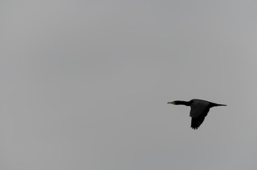 Vol du cormoran .