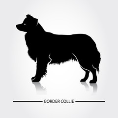 Border Collie Dog vector silhouette. Black silhouettes of breeds of dogs.
