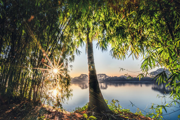 sunrising behind bamboo bushes at river bank