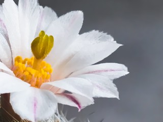 Mammillaria lenta. Beautiful cactus flower blooming.