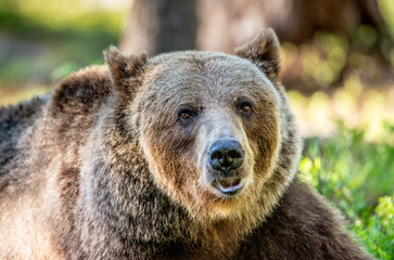 Obraz premium Close up portrait of Brown bear in the summer forest at sunny day. Green forest natural background. Scientific name: Ursus arctos.
