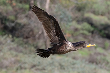 Bird cormorant shore bird flying