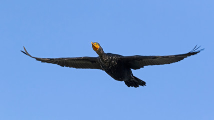 Bird cormorant shore bird flying