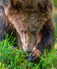Close up portrait of Brown bear in the summer forest at sunny day. Green forest natural background....