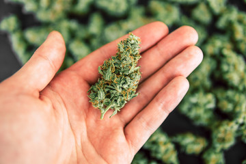 cannabis weed marijuana flowers with trichomes close up buds of Cannabis in hand of man